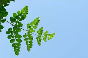 Ini Di Daun Kelor yang Diklaim Bisa Turunkan Darah Tinggi dan Kolesterol