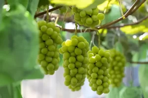 Anggur Shine Muscat Ditemukan Mengandung Bahan Kimia, Thailand Gelar Konferensi Kesehatan