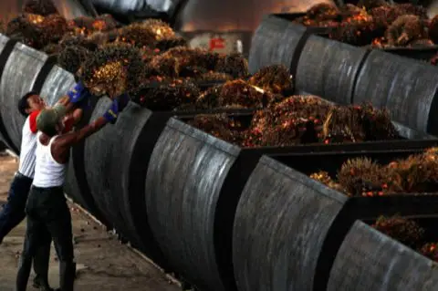 Sawit Nasional Makin Bersinar dengan Penerapan Land Application yang Lebih Baik