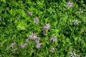 Rahasia Daun yang Bisa Menghancurkan Batu Ginjal Terbongkar