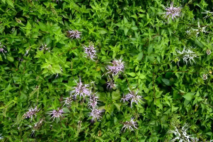 "Terungkap! Makanan Ajaib yang Mampu Menghancurkan Batu Ginjal!"