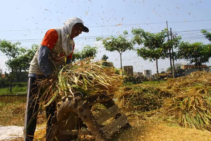 HPP Gabah Naik Jadi Rp6.500 Siklus Ini, Jagung Rp5.500 per Februari
