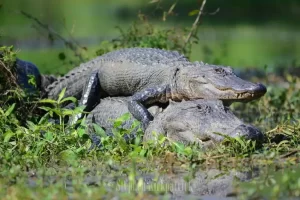 Apakah Buaya Binatang yang Setia? Hal ini Faktanya yang dimaksud Mengejutkan
