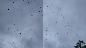 Banyak Laba-laba Berjatuhan dari Langit, Hal ini Penyebabnya