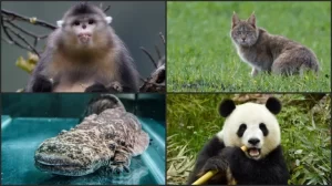 5 Fauna Endemik China yang digunakan Mengejutkan, Salah Satunya Panda Raksasa