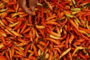 Strategi Bapanas Tekan Harga Cabai yang dimaksud Tengah Meroket