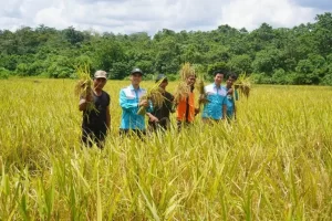 Berkat Pendampingan, Panen Padi Tim Harapan Bersama Capai 38,5 Ton