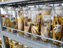 Koleksi Ilmiah Ikan: Masa Depan dalam Botol