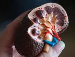 5 Kebiasaan Menyehatkan yang Bisa Merusak Ginjal