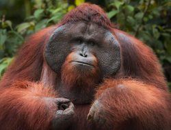 6 Flora Fauna Unik Indonesia yang Harus Dijaga!