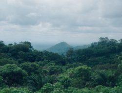 Alih Fungsi Hutan Ancam Ekosistem Kalteng