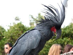 5 Fakta Menarik Black Palm Cockatoo, Burung Karismatik
