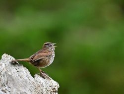 5 Fakta Burung Berkicau, Tidak Semua Bisa Berbicara