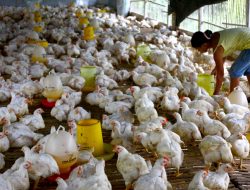 Masuk Klaster Ayam Nasional, Kalteng Siap Jadi Produsen