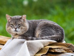 Benarkah Kucing Stres Hingga Beruban? Ini Fakta Sebenarnya