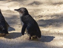 5 Fakta Menarik Penguin Kecil dengan Karakter Menggemaskan