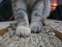Mengapa Kucing Suka Mengais Lantai Dekat Mangkuk?