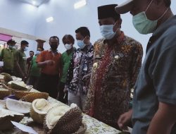 Titipan Rezeki Berupa Durian, Musim Durian Datang, Perputaran Uang di Babel Meningkat