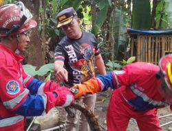 Evakuasi Ular Raksasa 2 Meter di Alam Barajo, Tim Damkar Jambi Bertindak Cepat