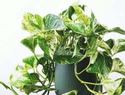 7 Alasan Pothos Mati dan Cara Menghindarinya