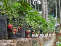Paradigma Fikih: Solusi Hukum Lingkungan Hadapi Krisis Bumi