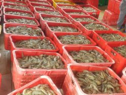 Udang Murah, Tanda Bahaya Budidaya 2026