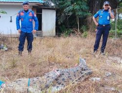 Kisah Pither Sambo, Suami Theresia Padang yang Dibegal Buaya, Cari Rumput untuk Kebun Sayur
