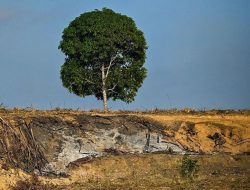 Pemerintah Tuntut Rp4,8 Triliun dan Cabut Izin Perusahaan Akibat Bencana Sumatra, Efektifkah?