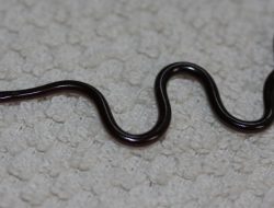 7 spesies ular buta, misteri reptil bawah tanah