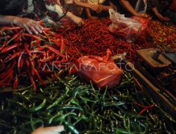 Stok Cabai Bandar Lampung Aman, Harga Tetap Tinggi