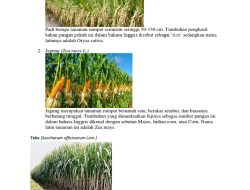 10 Tanaman Pangan Terbesar yang Dipanen di Dunia, Mulai dari Beras hingga Singkong