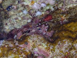 5 udang menawan khas Indonesia, seperti pelangi di terumbu karang