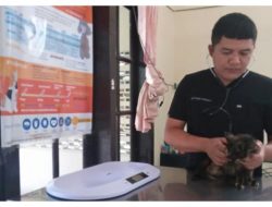 Manfaat Sterilisasi Kucing: Cegah Penyakit dan Bawa Perilaku Lebih Tenang