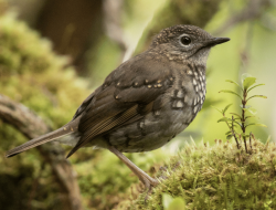 5 Fakta Menggemparkan Puaiohi, Burung Endemik Hawaii yang Terancam Punah