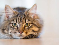 Mengapa Kucing Suka Rasa Penasaran? Ini Jawabannya
