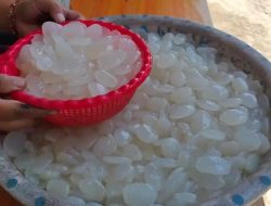 Cara memasak kolang-kaling empuk dan bebas lendir untuk takjil Ramadan