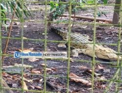 Menelusuri satwa liar Sulawesi melalui wisata edukasi konservasi di PPS Tasikoki Minut Sulut