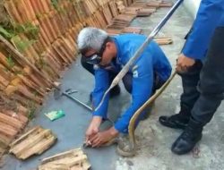 Kekacauan saat evakuasi ular kobra di rumah warga Tanahbumbu Kalsel