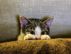 10 tanda kucing sedih yang perlu diperhatikan