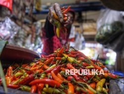 Penyebab harga cabai melonjak terungkap, petani enggan panen akibat hujan