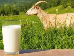 Asam Urat Disebut Raja Penyakit, Dokter Rekomendasikan Susu Kambing Etawa