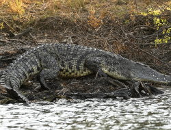 5 Reptil Raksasa Afrika, Beratnya Sampai 1 Ton!