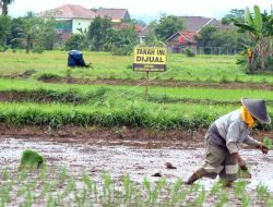 Jogja Agro Park Jadi Laboratorium Pertanian Cerdas di Kulon Progo
