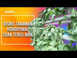 Lahan sempit jadi lahan untung, petani muda Semarang raup jutaan dari hidroponik
