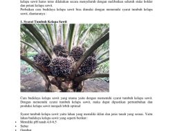 Bukan hanya pupuk, ini cara meningkatkan hasil panen kelapa sawit