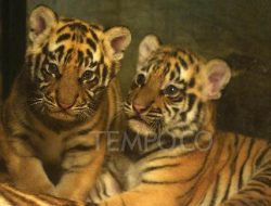 Anak Harimau Tersesat, Ini Kronologi Kematian Hara