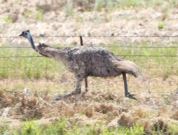 5 Fakta Menarik Burung Emu, Pernah Kalahkan Pasukan Militer