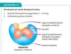 Kunci jawaban biologi kelas 11 halaman 198 aktivitas 6.12